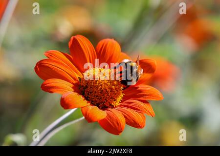 Alimentazione delle api su fiori di Astro arancio, isolati su sfondo sfocato. Macro primo piano impollinazione di insetti. Dublino, Irlanda Foto Stock