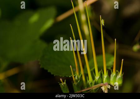 Pesca verde afide Myzus persicae su un frutto di geranio a foglia rotonda Geranium rotundifolium. San Lorenzo. Gran Canaria. Isole Canarie. Spagna. Foto Stock