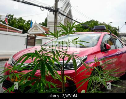 Bangkok, Thailandia. 03rd Set, 2022. Una vista ravvicinata delle piante di marihuana in un mercato locale tailandese. La Thailandia è la prima nazione in Asia a depenalizzare la marijuana per uso medico e personale. Il 9 giugno 2022, la marihuana è stata rimossa dalla categoria dei narcotici, rendendo legale la vendita e l'acquisto dell'erba. Credit: SOPA Images Limited/Alamy Live News Foto Stock