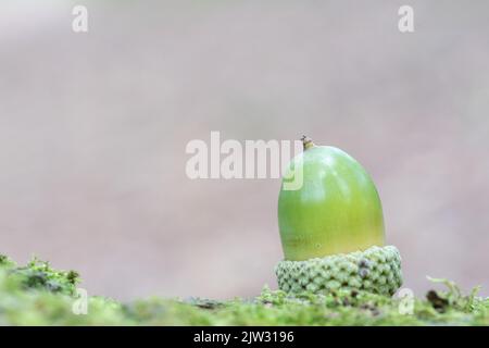 Acorno singolo su un log con perdita di dati Foto Stock