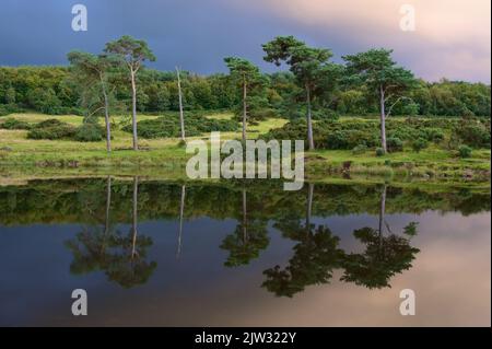 Tranquillo lago riflesso di alberi sull'isola al tramonto a Kilmacolm Foto Stock
