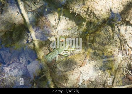 Un gambero europeo (Astacus astacus) nelle acque poco profonde e limpide di una piscina vista dall'alto. Parco Nazionale dei Laghi di Plitvice, Coatia, Europa. Foto Stock