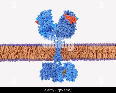 Illustrazione che mostra il fattore di crescita epidermico (EGF, rosso) che attiva il recettore EGF legandolo ad esso. L'EGF è una proteina che svolge un ruolo importante nella regolazione della proliferazione e della differenziazione della crescita cellulare. Il recettore attivato promuove la migrazione, l'adesione e la proliferazione delle cellule. Foto Stock