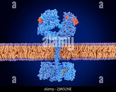 Illustrazione che mostra il fattore di crescita epidermico (EGF, rosso) che attiva il recettore EGF legandolo ad esso. L'EGF è una proteina che svolge un ruolo importante nella regolazione della proliferazione e della differenziazione della crescita cellulare. Il recettore attivato promuove la migrazione, l'adesione e la proliferazione delle cellule. Foto Stock