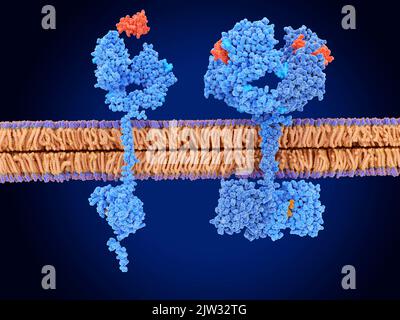 Illustrazione che mostra il recettore del fattore di crescita epidermico (EGFR) nel suo stato attivo (destro) e inattivo (sinistro). Il recettore del fattore di crescita epidermico viene attivato quando si lega al fattore di crescita epidermico (EGF, rosso). Il recettore attivato promuove quindi la migrazione, l'adesione e la proliferazione delle cellule. Foto Stock