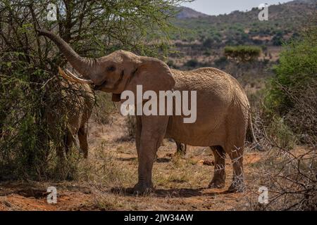 Elefante africano cespuglio da tronco di sollevamento albero Foto Stock