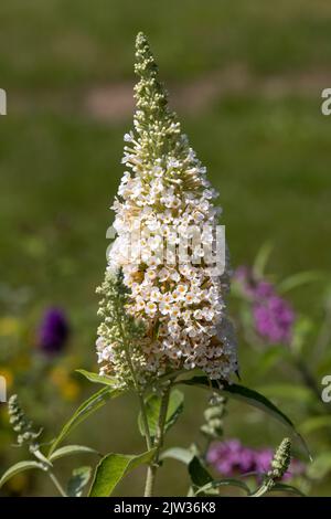 Fioritura fiori di buddleja davidii iin un giardino estivo. Fiori che farfalle amore Foto Stock