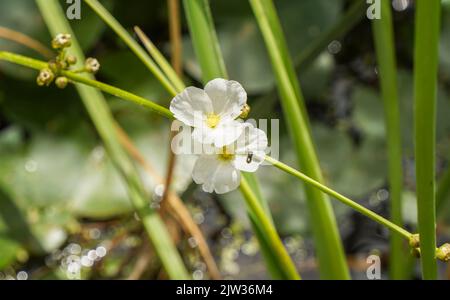 Spada a foglia di spada, burrone strisciante, Echinodorus cordifolius, pianta acquatica nello stagno, Spagna. Foto Stock