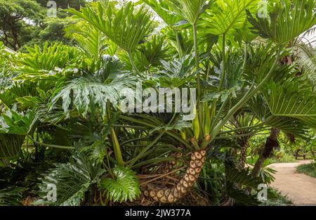 Grande-pianta della giungla di lievito in Hawaii. Foto Stock