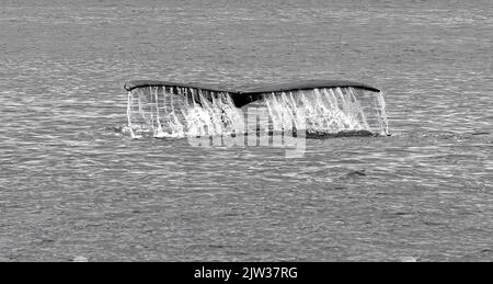 Una coda da raccontare. La coda di una megattere che si tuffa in acque più calde al largo della costa di Victoria, Canada. Foto Stock