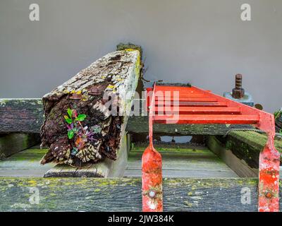 Vista dall'alto di una scala rossa accanto ad una tavola di legno intemperata per l'ormeggio nel porto di Carolinensiel con una vista diretta dell'acqua salmastra nel har Foto Stock