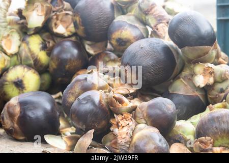 Indian Street Food mela fresca di ghiaccio, Una palla di gelatina come frutta di palma anche conosciuto come Nungu, Pananungu o Palmyra frutta. Un refrigerante naturale, Juicy Foto Stock