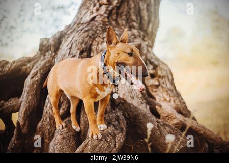 Carino zenzero felice toro terrier si trova sulle vecchie grandi radici di un pino nel parco in un giorno d'autunno. Camminare con un cane nel parco. Foto Stock