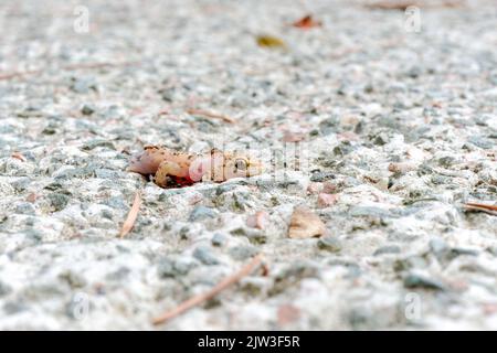 Formiche e api che mangiano il corpo di lucertola morto sul pavimento. Foto Stock