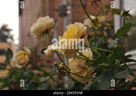 Copenaghen /Danimarca/03 settembre 2022/ Fiori di rosa nella capitale danese Copenaghen Danimarca. (Foto..Francis Joseph Dean/Dean Pictures. Foto Stock