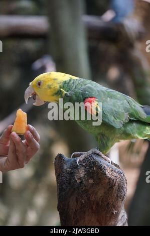 Pappagallo amazzonico con testa gialla allo zoo di Guadalajara Foto Stock