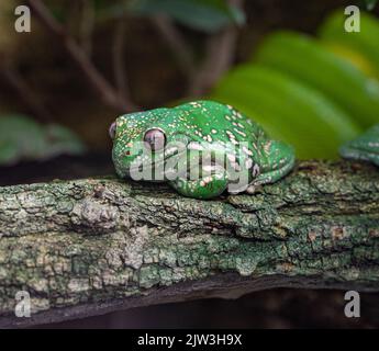American Green Tree Frog, Hyla Cinerea, arroccato su un ramo, su un fondo verde tenue. Foto Stock