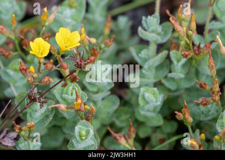 Marsh St John's-wort (Hypericum elodes), specie di piante da fiore che crescono intorno ad uno stagno acido, Hampshire, Inghilterra, Regno Unito Foto Stock
