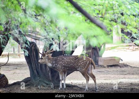 Cervi macchiati è in piedi sotto un albero. Vista dal parco zoologico nazionale di Nuova delhi, India. Foto Stock
