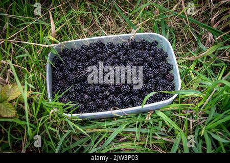 Frutti di bosco appena raccolti in un contenitore in un campo Foto Stock