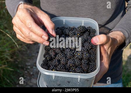 Persona in possesso di un contenitore di more selvatiche appena raccolte. Foto Stock