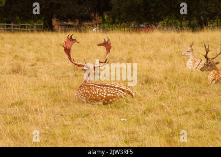 Daino europeo in tatri (velluto sparso), (Dama dama), al Charlecote National Trust, Warwickshire, Regno Unito Foto Stock