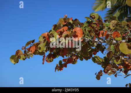 Vegetazione tipica della costa orientale, Cuba Foto Stock