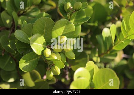 Vegetazione tipica della costa orientale, Cuba Foto Stock