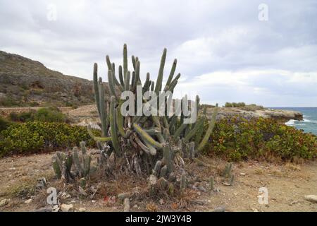 Vegetazione tipica della costa orientale, Cuba Foto Stock