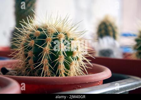 Piccolo cactus domestico. Cactus in un primo piano piatto Foto Stock