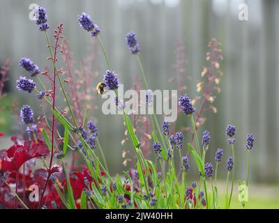 Lavanda, angustifolia di Lavandula, viola di essenza che è visitata da un'ape del carder in un ambiente del giardino in Scozia, Regno Unito Foto Stock