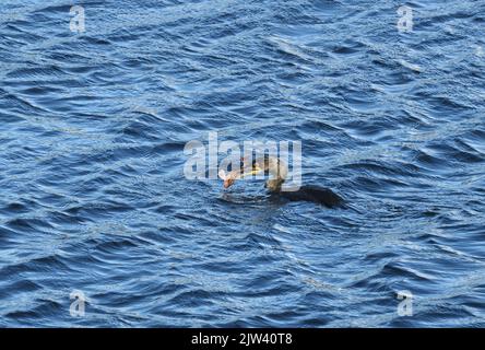 Un cormorano (Phalacrocorax carbo) cattura un Gurnard Rosso in un viaggio di pesca di successo nelle acque profonde di Lochinver, Scozia, Regno Unito Foto Stock