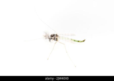 Midge (Endocironomus nigricans) non-mordente isolato su sfondo bianco. Foto Stock