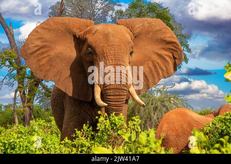 Elefanti in Moremi Game Reserve in Botswana. Il Botswana ospita un terzo della popolazione africana di elefanti e potrebbe scomparire in 23 anni. Poll Foto Stock