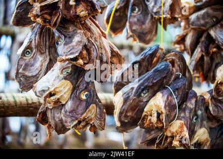 Essiccare il merluzzo bianco per produrre il tradizionale stock di pesce all'aperto UN telaio scaffale a Svolvaer nelle isole Lofoten in Norvegia. Il merluzzo di stock è appeso fino ad asciugare in RAM Foto Stock