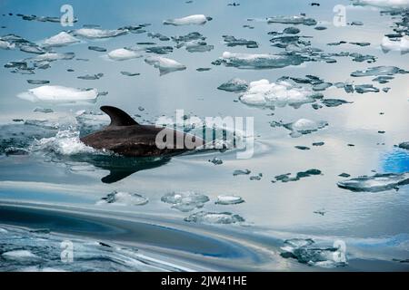 Delfini a Fjord Calvo ai margini del canale Sarmiento nel Parco Nazionale Bernardo o'Higgins in Patagonia Chile fiordi vicino a Puerto Natales, Cile. Foto Stock