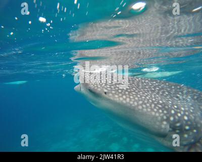 Squalo balena o squalo balenare (Rhincodon typus) in Donsol, Filippine, Asia sudorientale. Lo squalo balena, il pesce più grande del mondo, è in seria dange Foto Stock