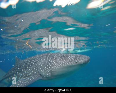 Squalo balena o squalo balenare (Rhincodon typus) in Donsol, Filippine, Asia sudorientale. Lo squalo balena, il pesce più grande del mondo, è in seria dange Foto Stock