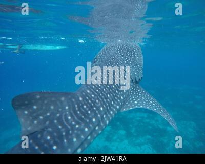 Squalo balena o squalo balenare (Rhincodon typus) in Donsol, Filippine, Asia sudorientale. Lo squalo balena, il pesce più grande del mondo, è in seria dange Foto Stock