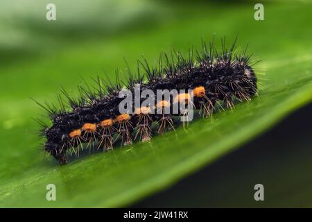 bruco di Moth di Footman comune (Eilema lurideola) a riposo sulla foglia. Tipperary, Irlanda Foto Stock