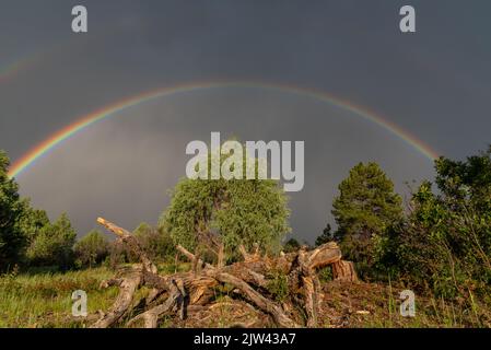 Un grande arcobaleno doppio in un cielo scuro, è arco su un paesaggio rurale, al centro un ginepro e un pino caduto illuminato dalla luce del mattino. Foto Stock