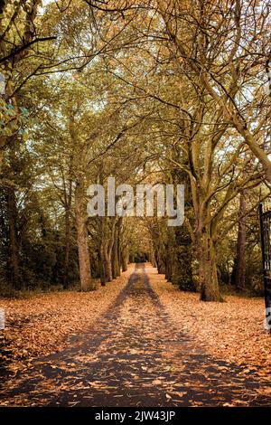 Una strada alberata all'inizio dell'autunno con foglie che coprono la strada Foto Stock