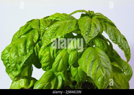 pianta di basilico gigante su sfondo bianco, basilico mammut, basilico napoletano, macro foto Foto Stock