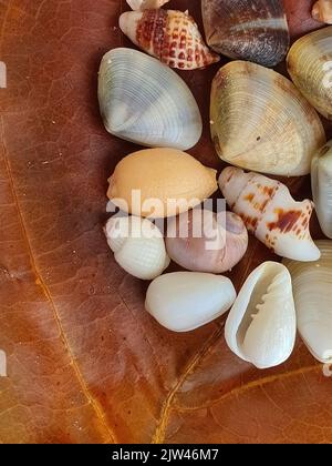 Vista dall'alto primo piano di un congedo secco marrone con assortimento di piccole conchiglie, macro, immagine del reticolo Foto Stock