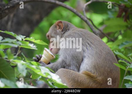 La scimmia indiana sta mangiando il gelato e sta sedendosi su un ramo. Foto Stock