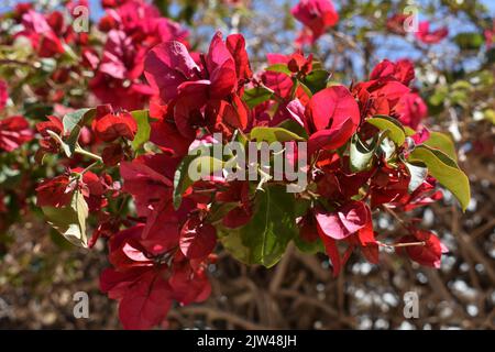 Fiori rossi di Bougainvillea nome latino Bougainvillea buttiana noto come "Ratana Red" Foto Stock