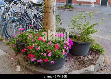 Giardino di alberi di ltle nella città Kerklaan di Groningen in Olanda. Buon esempio di ecologizzazione urbana per adattamento climatico Foto Stock