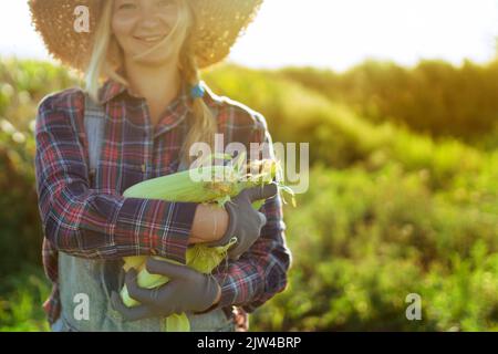 Donna giardiniere raccoglie il mais nel giardino estivo. Raccolta di verdure sulla fattoria. Cibo biologico sano Foto Stock