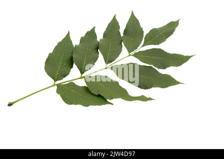 Foglia di frassino verde (Fraxinus americana) isolata su fondo bianco. Vista estiva. Foto Stock