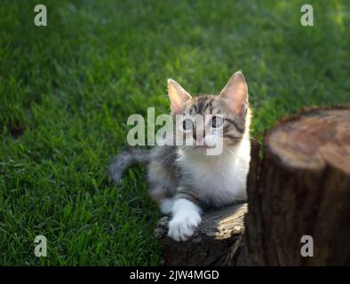 piccolo gattino carino a strisce siede sull'erba vicino al moncone, guarda in su. animale domestico curioso sta esplorando il mondo. Giorno del gatto. Intrattenimento per i cuccioli Foto Stock